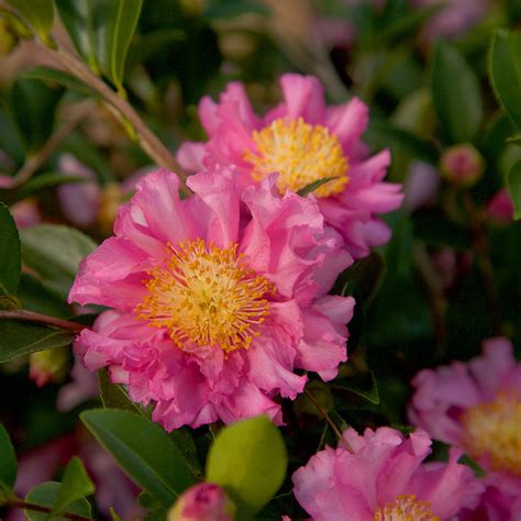 Blooming Beauties: October Magic Camellia Varieties for Autumn